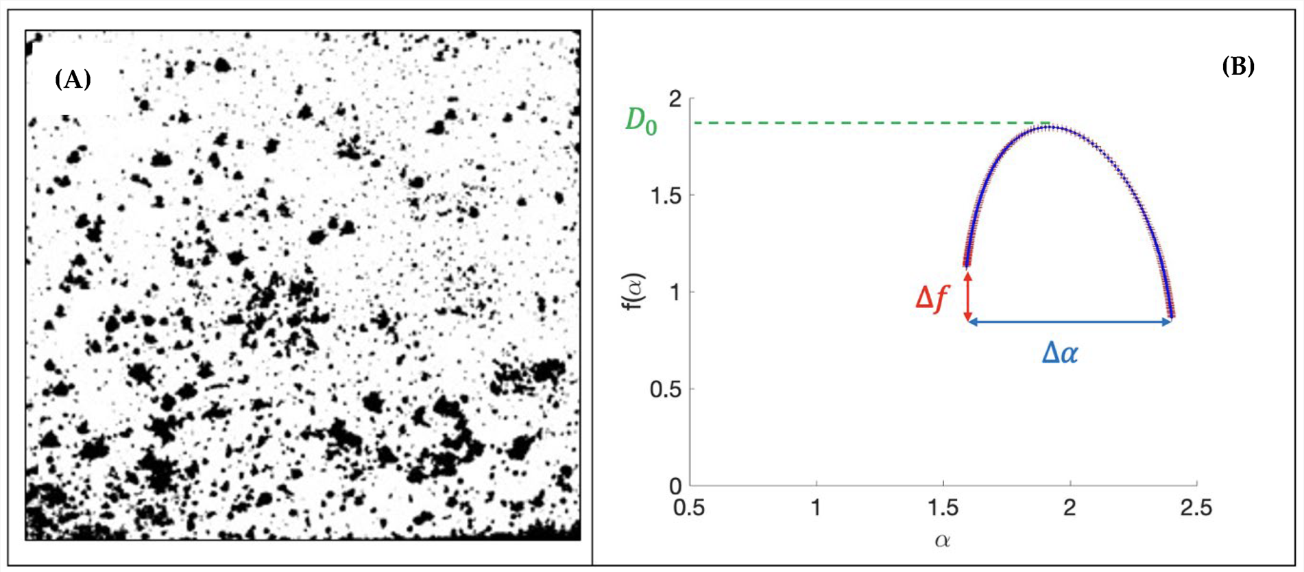 Multifractal Analysis